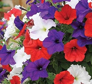 Seeds Petunia Triumph Mix Annual Flowers for Planting Non GMO