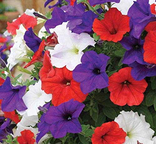 Seeds Petunia Triumph Mix Annual Flowers for Planting Non GMO