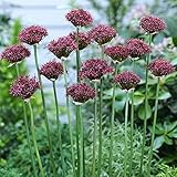 Allium atropurpureum Flower Bulbs - 12 Bulbs per Pack - Attracts Butterflies and Hummingbirds - Deer Resistant - Good as Cut Flowers - Naturalizing - Easy to Grow Live Plants - Outdoor Garden