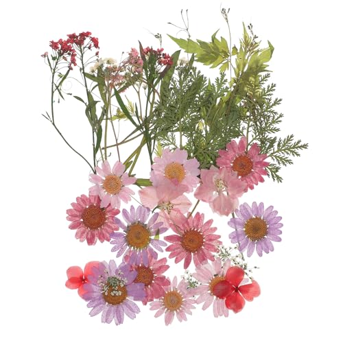 Flores secas prensadas naturales para manualidades 35 piezas miniatura 1
