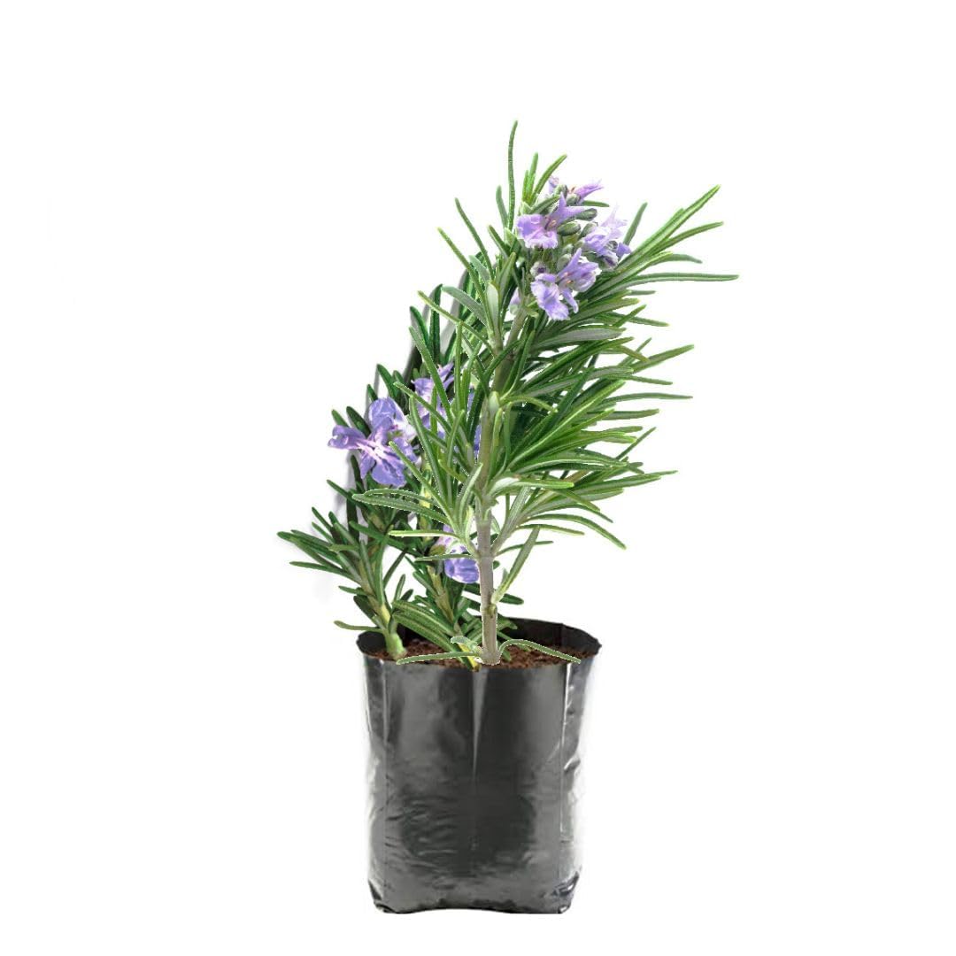 See full amazon price history chart for Greenursery Rosemary Plant Rosmarinus Officinalis Gulmehandi Indoor Rujamari Medicinal Herb Live Plant for your Home and Garden with Plastic Pot (Purple) Greenursery Rosemary Plant Rosmarinus Officinalis Gulmehandi Indoor Rujamari Medicinal Herb Live Plant for your Home and Garden with Plastic Pot (Purple) (B0CRH1444G) Amazon Price History, Amazon Price Tracker