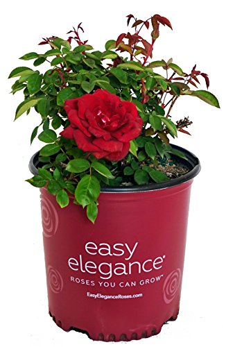 Easy Elegance Roses - Rosa Kashmir (Rose) Rose, dark red flowers, #2