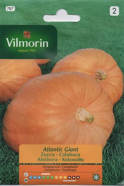 Semillas de CALABAZA GIGANTE ATLANTIC S-2, Sobre 2 gr