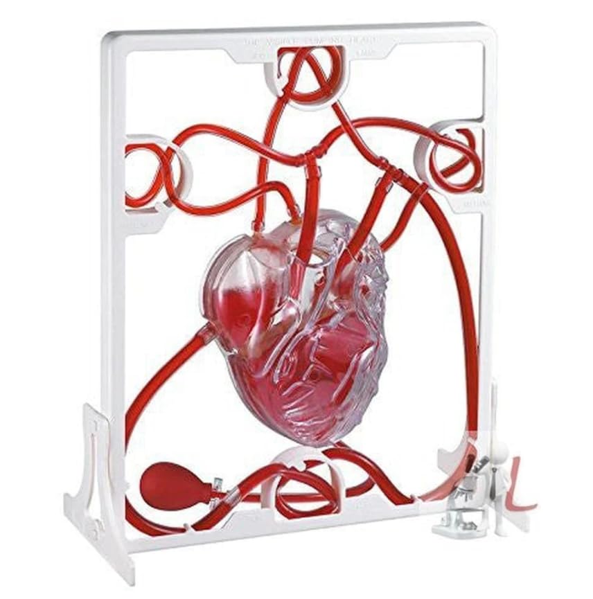 See full amazon price history chart for Myaskro - Pumping Human Heart Model with Artificial Blood Myaskro - Pumping Human Heart Model with Artificial Blood (B0CL3M9GCC) Amazon Price History, Amazon Price Tracker