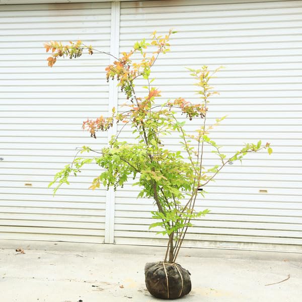 優雅で繊細な樹形 希少 ナツハゼ 株立 616 樹高1.4m位 良品 良株 夏櫨 楽天市場】【ナツハゼ】 夏櫨 株立ち 自然風樹形 樹高H≒200
