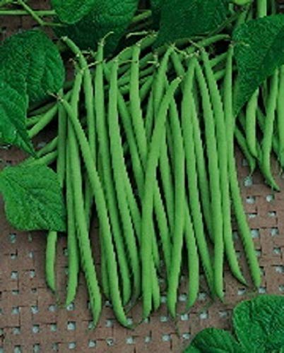SANHOC FARM RAISED ORGANIC STRINGLESS FRENCH GREEN BEAN SEEDS HARICOT VERT LOW S&H