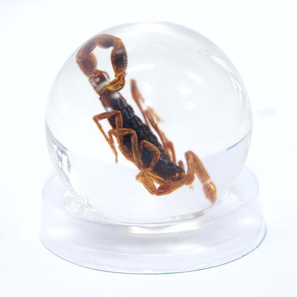 Real Life Scorpion Fun Novelty Educational Insect Resin Ball Display