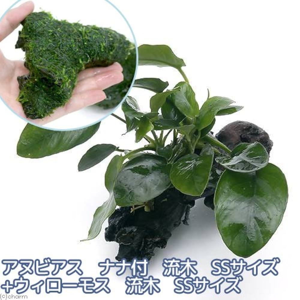 特大　アヌビアス　ナナ・ミニ流木活着② 特大 アヌビアス ナナ・ミニ流木活着② 特大 アヌビアス ナナ