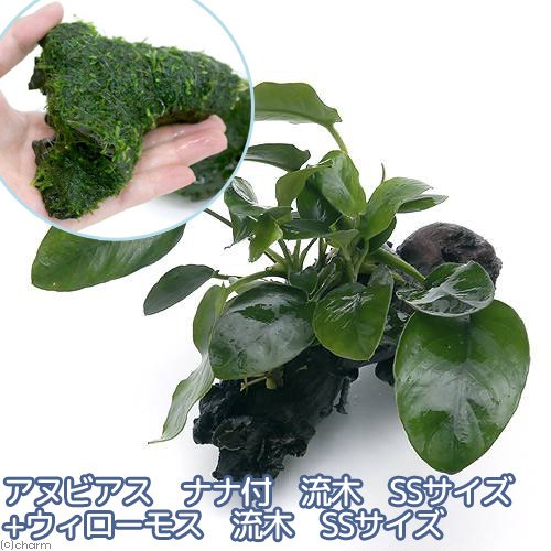 アヌビアス セット 流木付き 約30cm アヌビアス セット 流木付き 約30cm 水草 アヌビアス」の人気
