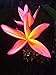 Produktbild PLAT FIRM GERMINATIONSAMEN: PLUMERIA 8-12 Zoll Schnitt ORANGE MAUI MIX SCHÃNER ORT UND SMELL