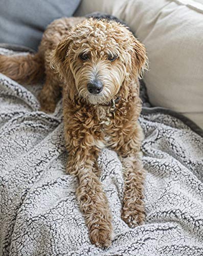 Pet Parents Pawtect Blanket, Premium Waterproof Cat & Dog Blanket with WickQuick & Sherpup Technology, Puppy Blanket… - Image 5