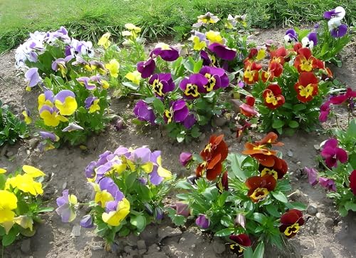 Swiss Giant Pansy Seeds (Viola × wittrockiana) - Large, Vibrant Blooms in Mixed Colors | Non-GMO, Cold-Hardy, Long-Blooming Annual for Gardens, Borders, and Containers (50)