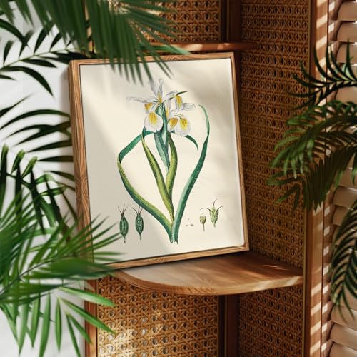 crmotu Vintage Floral Wall Art, White Iris Framed Art Prints, Minimalist Botanical Decor Pictures, Nature Plant Canvas Painting, Modern Farmhouse Wall Decor Living Room Bedroom Kitchen, 12x16 inch