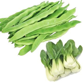 Bundle Shanghai Baby Bok Choy/Pak Choi Seeds + Romano Helda Pole Bean Seeds for Planting