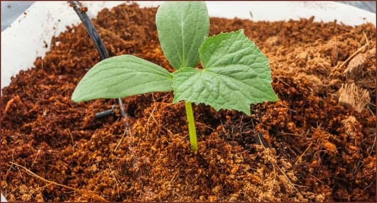 DANNA 100% Organic Loose Cocopeat Powder for Indoor & Outdoor Plants, Kitchen Garden, Terrace Gardening Soil Manure (2 Kilogram) (B0BRL3JC7P) Amazon Price History, Amazon Price Tracker