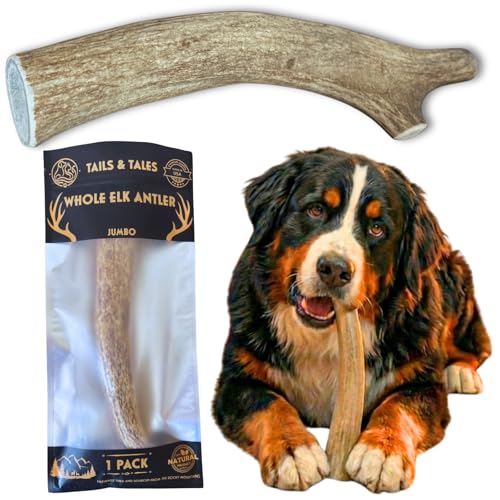 Image of Jumbo Whole Elk Antler for Dogs, 9-11 inch Dog Bones for Aggressive Chewers