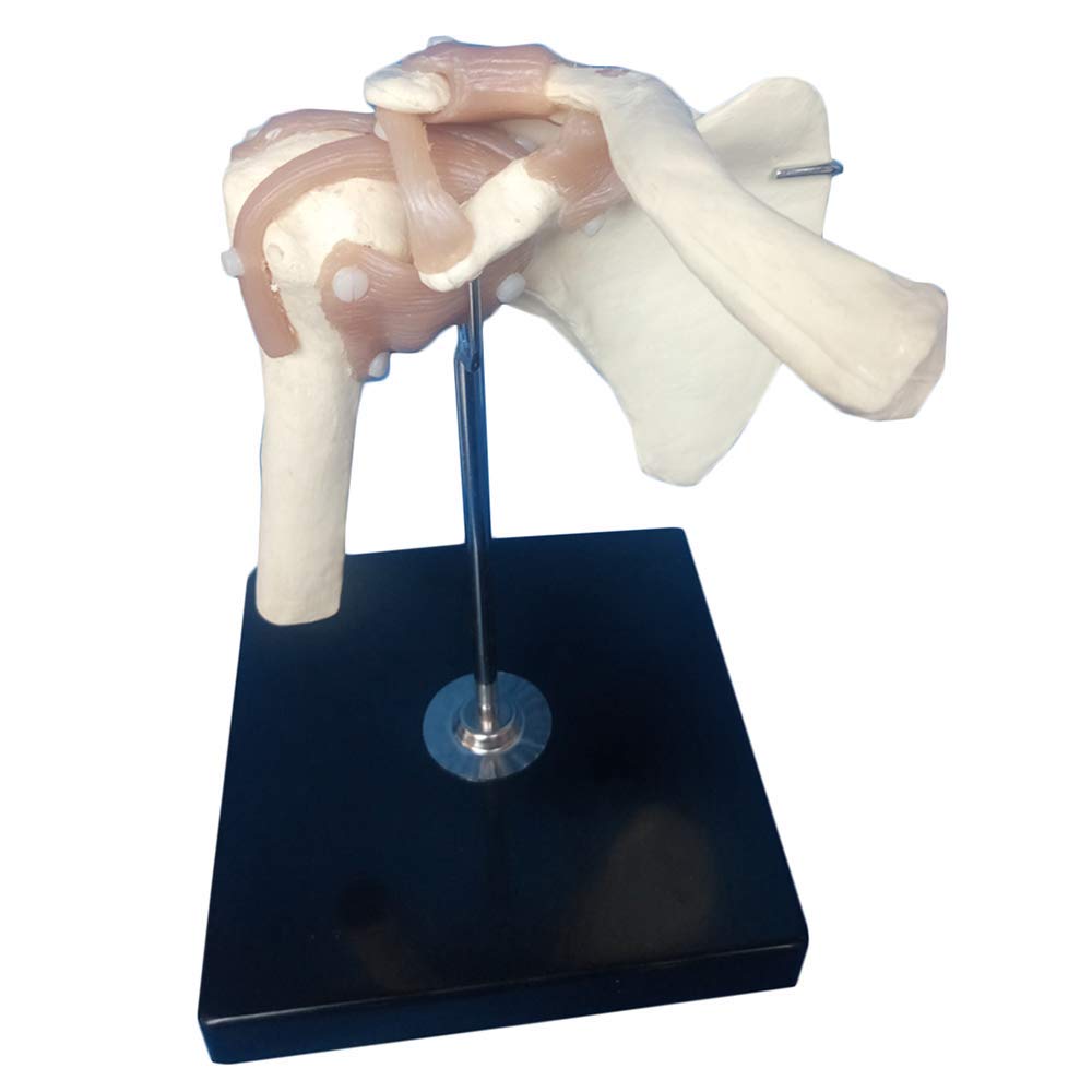 Modello anatomico di articolazione della Spalla Umana - Modello di articolazione della Spalla con Funzione legamentosa - per Modello didattico con Display da Studio, Materiale di Laboratorio