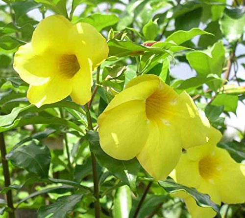9EzTropical - Allamanda, Golden-Trumpet - Tropical Twining Vine - 2 to 3 Feet Tall