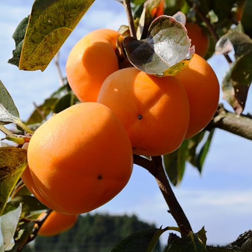 [令和8年産先行予約] 庄内柿 M〜L 約3kg 佐藤農園