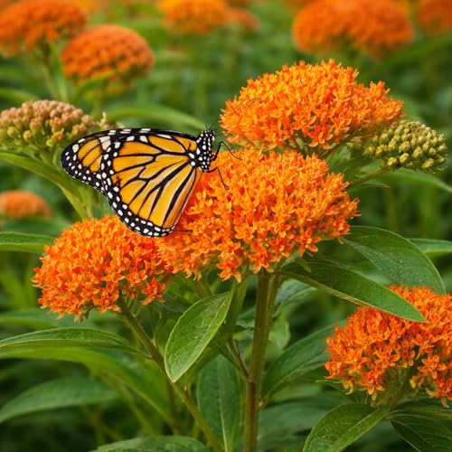 Butterfly Weed Live Plants (Asclepias tuberosa) Starter Plug Plants Bright Orange Milkweed for Monarch Butterflies & Pollinator Gardens (3 Plugs)