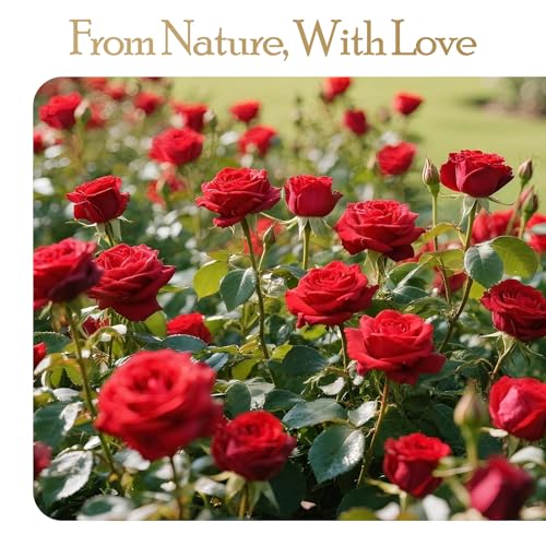 16 Preserved Flowers Rose Birthday Gifts for Women Her Mom Wife Girlfriend Grandma on Valentines Mothers Day Christmas Anniversary Romantic - Image 5