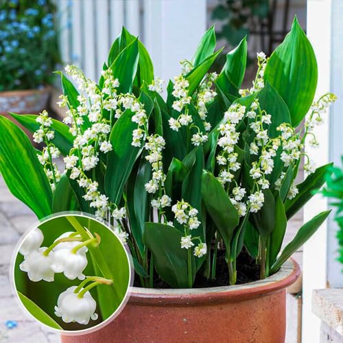 Weiße Convallaria Majalis Maiglöckchen Stauden (10 Wurzeln/Zwiebeln), Große winterharte mehrjährige Parfum Pflanzen aus Holland für Garten und Topf (große Knollen, kein Samen und nicht künstlich)