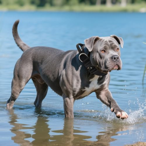 TSPRO Premium Hundehalsband mit Griff Dickes Verstellbares Taktisches Hundehalsband Schwere Ausführung Schnellverschluss Metallschnalle für Mittelgroße bis Große Hunde (Schwarz L)