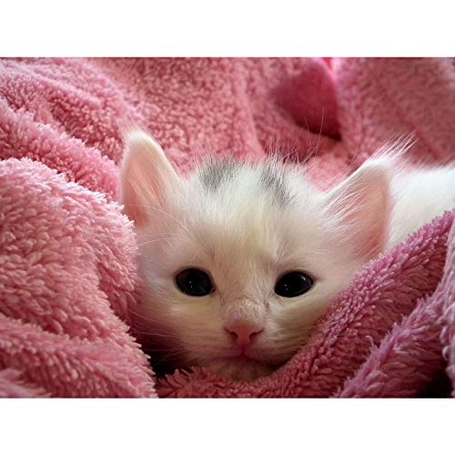 Poster chaton blanc mignon 91x121 pour une chambre d'enfant douce