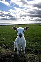 Lamb Journal: (Lamb Notebook, Sheep, Log Book, Diary, School Composition Book, Creative Writing, Poetry, 6 x 9, Medium, Ruled) (Animals) (Volume 20) 1718654189 Book Cover