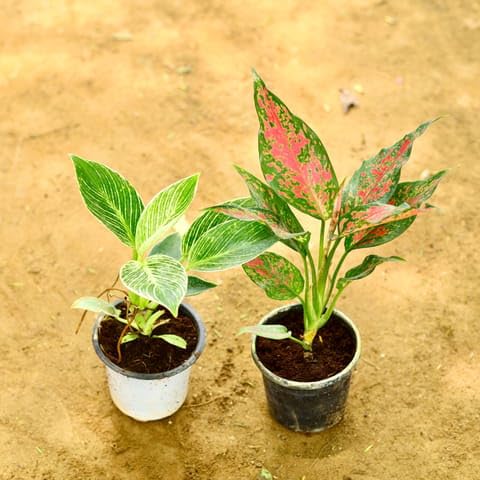 Flora Garden Store Adity Nursery Outdoor Plant Nursery Air Purifier Golden Lucky Bamboo in 4 Inch Ceramic Pot (any colour & design)-image-15