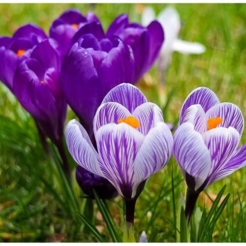 Box of Saffron Threads - 0.5 Grams - Saffron Threads - Spices for Cooking - Powerful Antioxidant - Spanish Saffron in… - Afbeelding 7