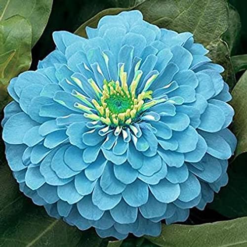 Agro Acres Blue Zinnia Flower Seeds For Home Garden - 20 Seeds Trial Pack (B09WR1Y1L9) Amazon Price History, Amazon Price Tracker