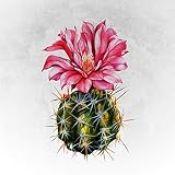 Cactus Flower
