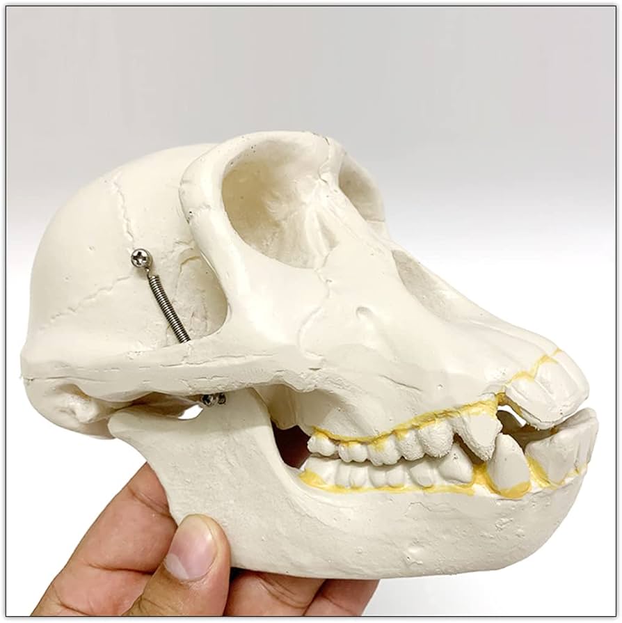 51x-Rj63d1L._AC_UF894,