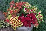 Coleus Rainbow Mix Live Plants, Set of 6, Colorful Foliage for Indoor Outdoor Gardens