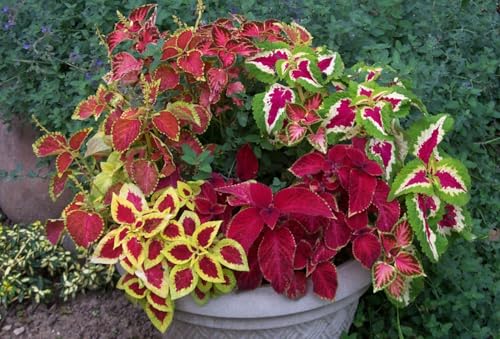 Coleus Rainbow Mix Live Plants Set of 6 Colorful Foliage for Indoor Outdoor Gardens