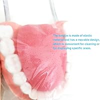 Vista 4 de Modelo de dientes estándar dental Seis veces Modelos de enseñanza dental Ampliación Modelo de boca completa Typodont Demostración