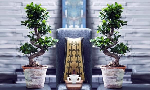 ZynesFlora Bonsai Ficus Gingseng - Kamerplant met pot Ø 27 cm - Hoogte: 70-75 cm - Echte Bonsaiboom - Afbeelding 6