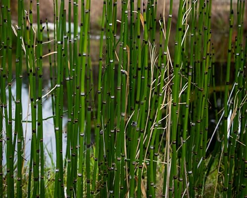 Lincolnshire Pond Plants Ltd - Marginal Aquatic Pond Plant - (Equisetum Hyemale) - 9cm