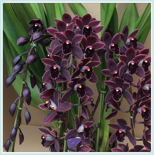 Elegantes y Duraderas - Bulbos de Orquídea Cymbidium -Porte Grácil y Armónico- Ideal para Interior y Exterior -10 Bulbos-D