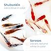 Toledo Goldfish Live Shubunkin and Sarasa Goldfish Combo, Live Fish with a Variety of Colors and Patterns - Perfect for Ponds, Tanks, and Aquariums - 3-4 Inches, 3 of Each, 6 Total Count #3