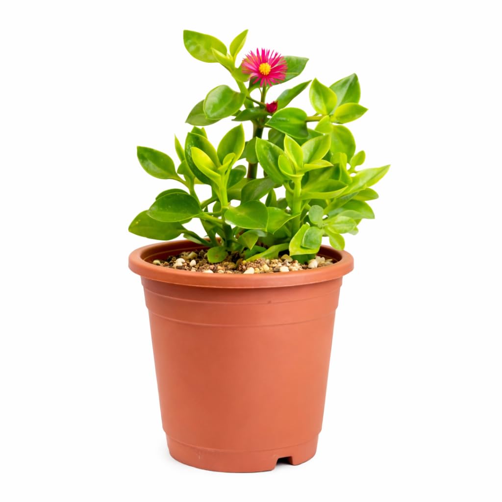 India Gardening Baby Sun Rose | Aptina Cordifolia | Heart Leaf Ice Plant