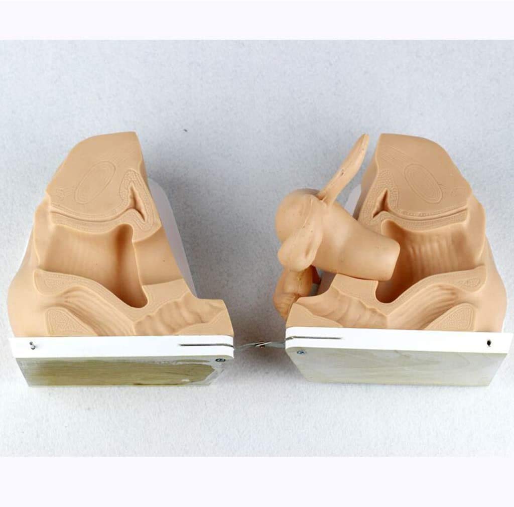 Genitale Modello Anatomico - Femmina Contraccezione Guida Template - per L'Insegnamento Aiuta Anatomia Umana Educazione Pianificazione Familiare