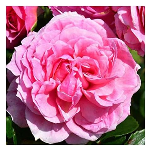 Rosa Peter Beales 'Pippin' Climbing Rose Cover