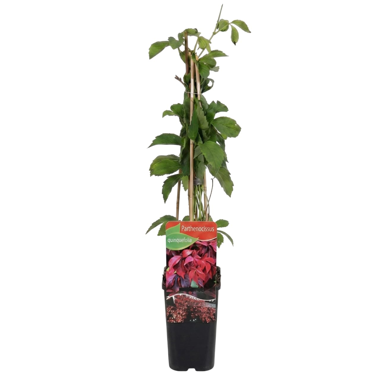 Verdecora Parra Virgen maceta 3L | Parthenocissus Quinquefolia | Enredadera de Virginia | Planta Natural de Exterior Trepadora de Follaje Denso | Ideal para Muros, Celosías, Terraza y Jardín