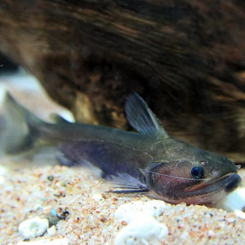 Amazon | (熱帯魚)バトラクスキャット (約12cm)(1匹) | 観賞魚・水中