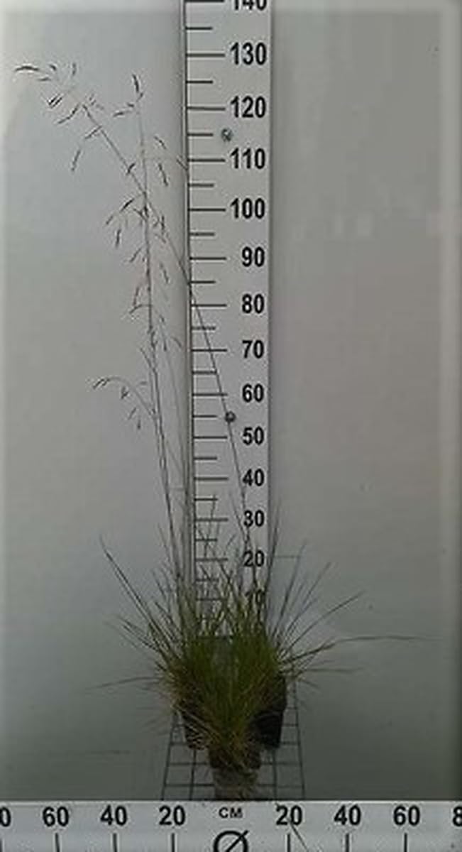 6x Sauge rugueuse - Deschampsia cespitosa | 9x9 cm pot