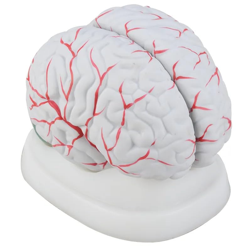MYASKRO® ✮ Human Brain Model (Life-Size) ✮ Removable Into 8 Parts ✮ Premium Medical Grade Built ✮ With Stand (B0CL3MPK9F) Amazon Price History, Amazon Price Tracker