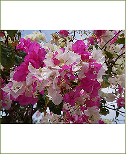 Bougainvillea plant live combo (B0C1HD3Q6M) Amazon Price History, Amazon Price Tracker