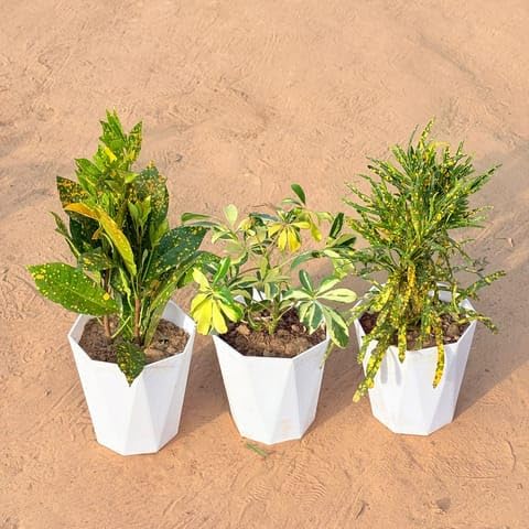 Set of 3 - Baby Croton, Schefflera Variegated & Chironji Croton in 6 Inch Marble White Diamanti Plastic Pot-image-29